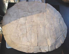 tortue badlands oligocene