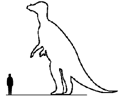Pachycephalosaurus scale