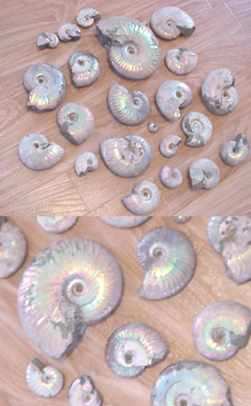 ammonite nacrée