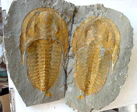 cambropallas trilobite cambrien