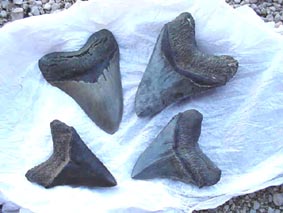 carcharodon megalodon