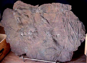 crinoide sillurien schyzocrinus