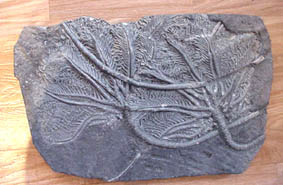 crinoides