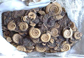 ammonite