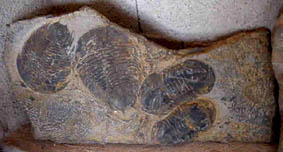 trilobite ordovicien