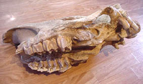 rhinoceros miocene