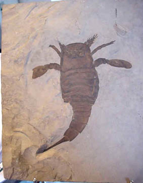 eurypterus