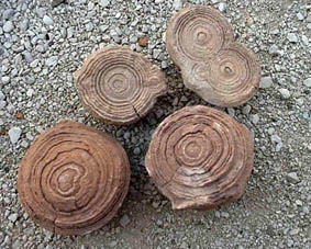 stromatolite