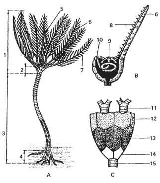 Echinoderme, crinode